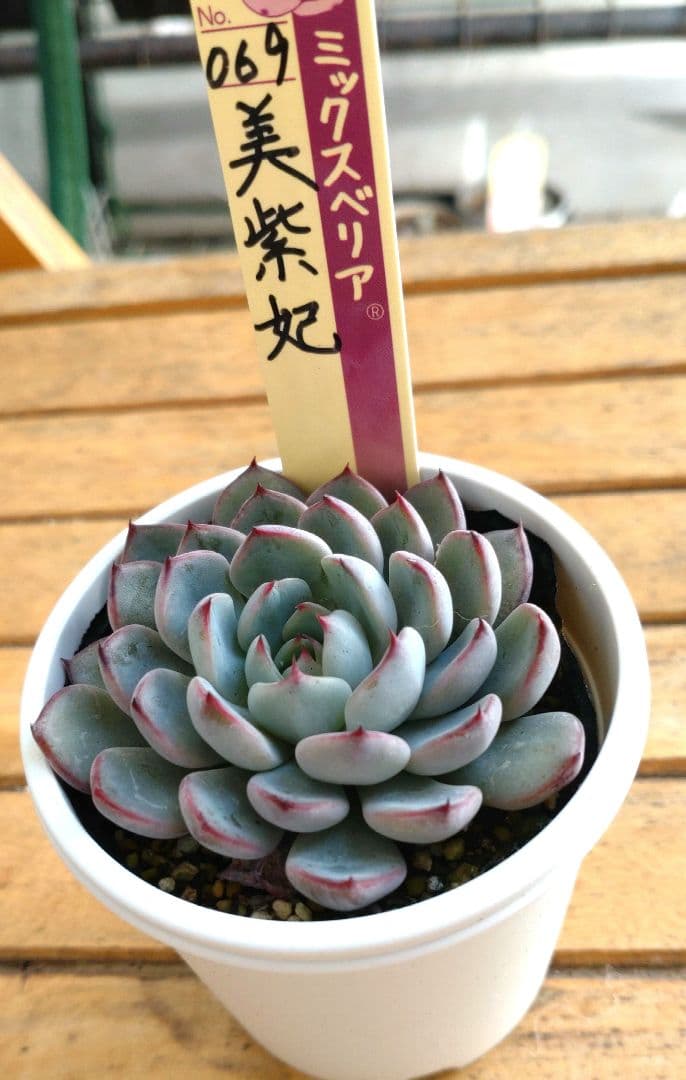 おらいさん苗ミックスベリア No.064 美紫妃 札付き