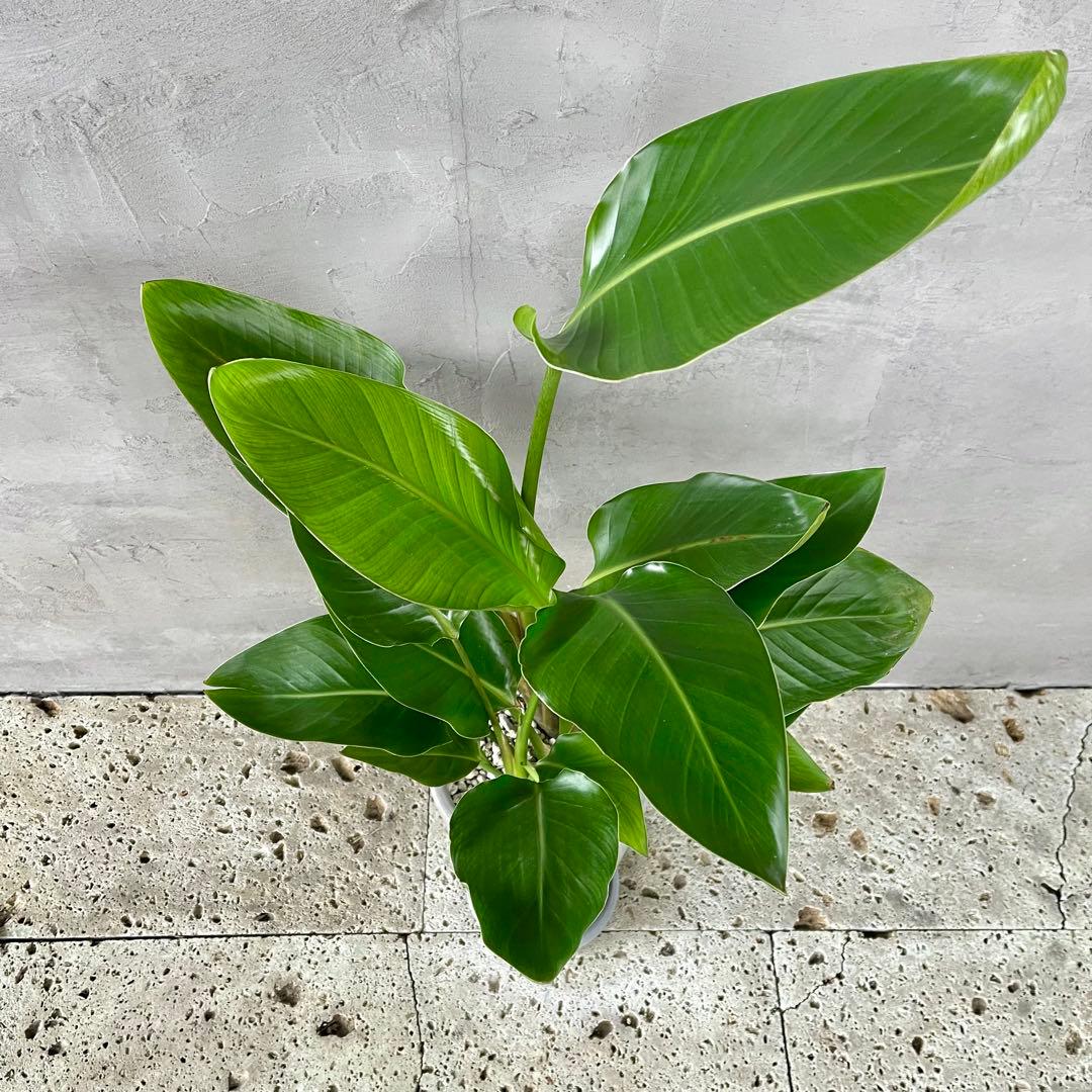 ストレリチア　オーガスタ　3株　陶器鉢　植え込み発送