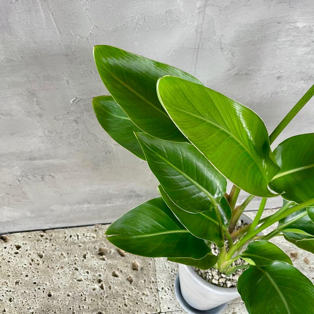 ストレリチア　オーガスタ　3株　陶器鉢　植え込み発送