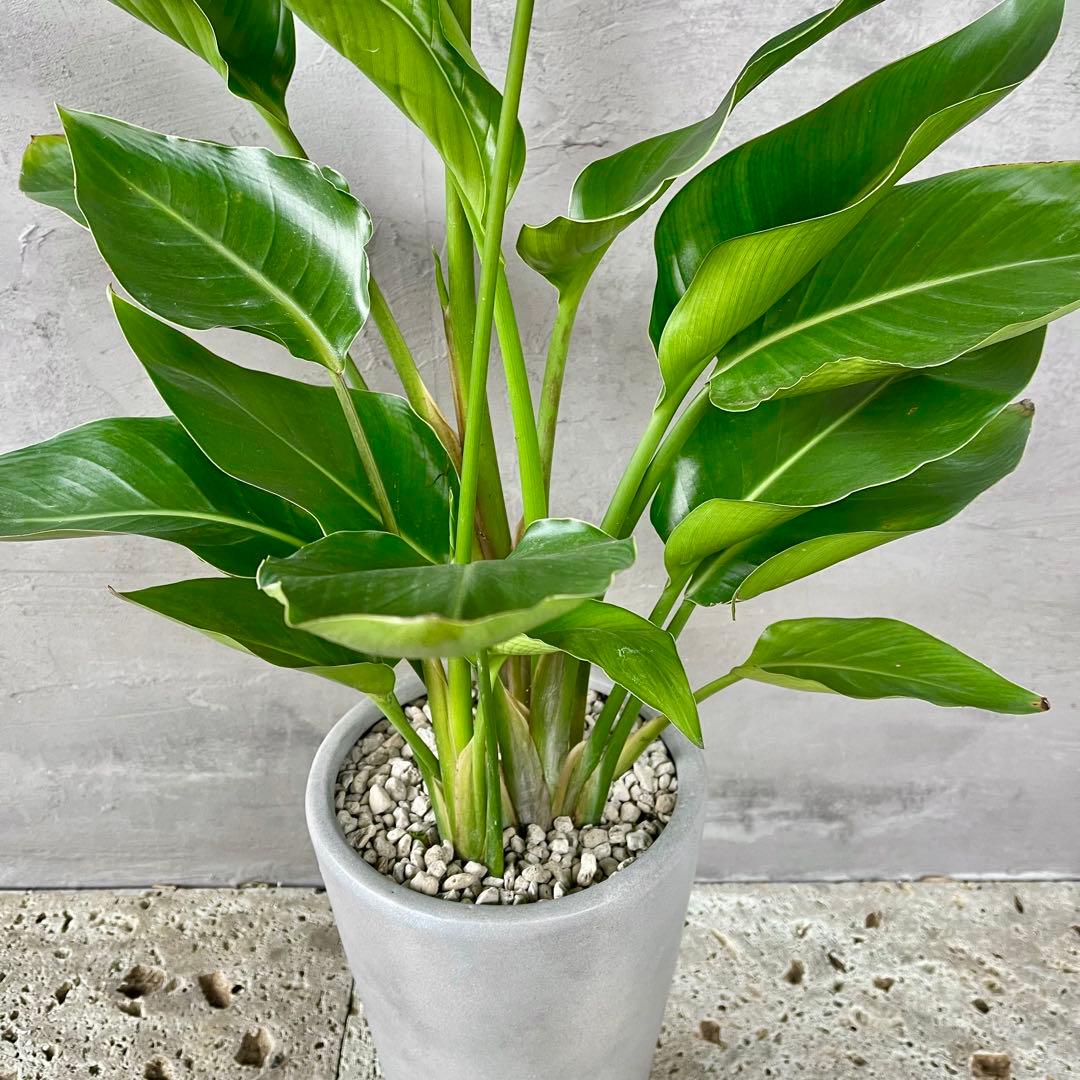 ストレリチア　オーガスタ　3株　陶器鉢　植え込み発送