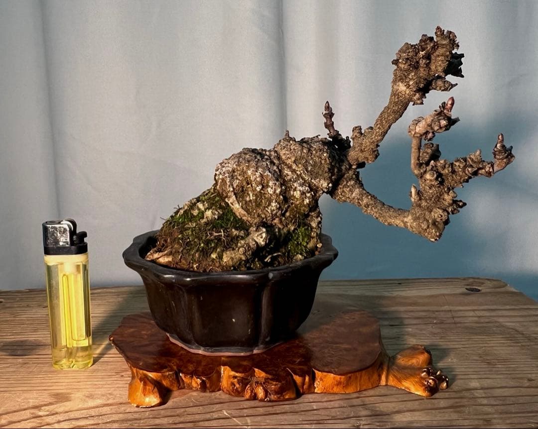 五葉アケビ　足元太いです‼︎