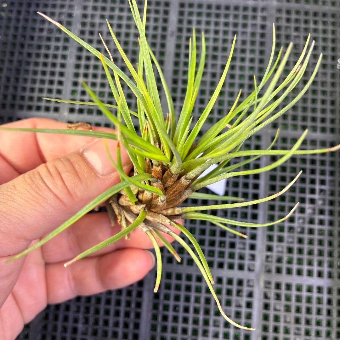 Stigmatodon plurifolius ブロメリア