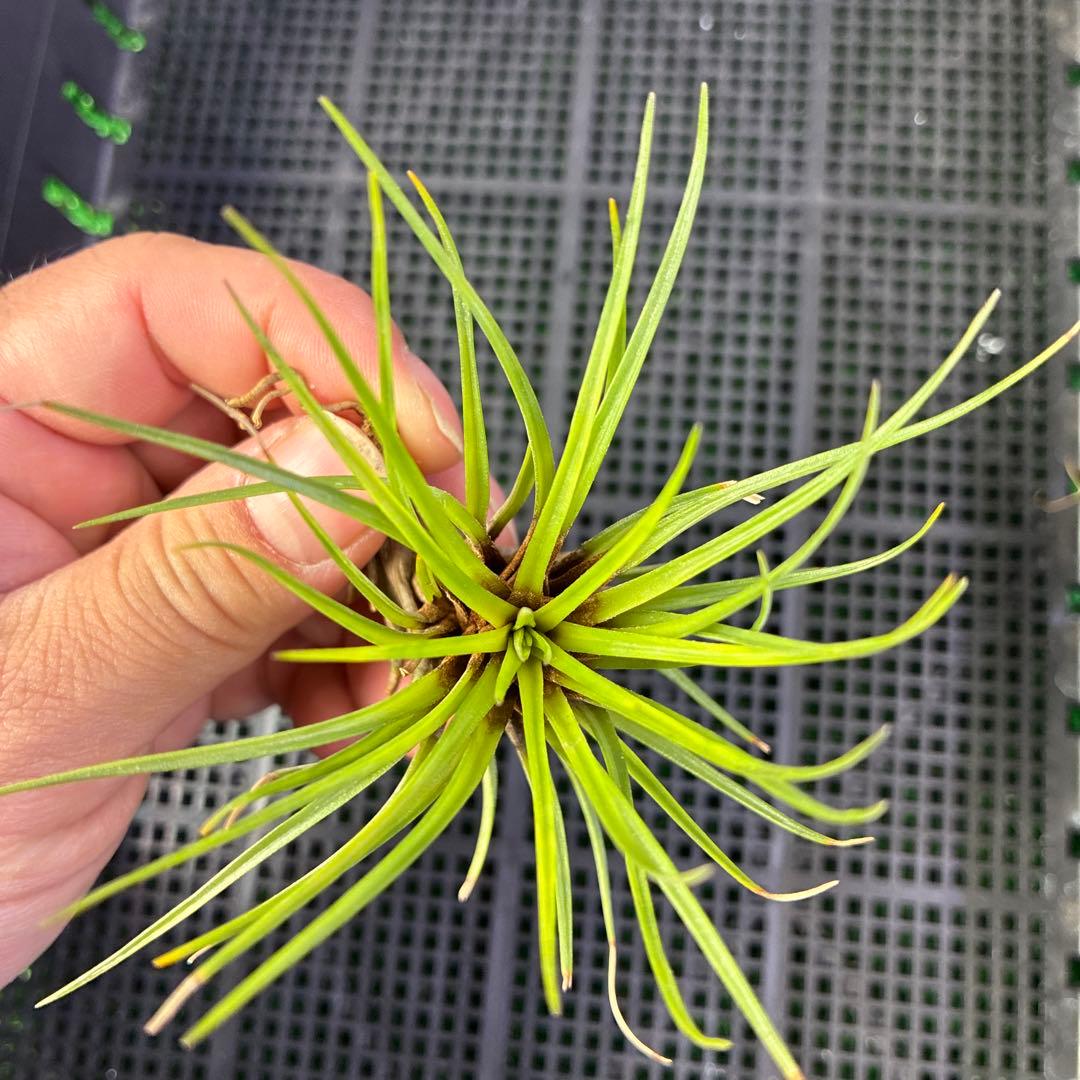 Stigmatodon plurifolius ブロメリア