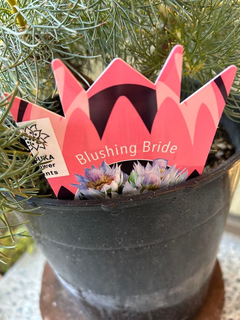 セルリアブラッシングブライド7号①