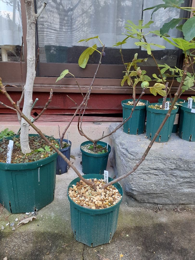 Golden side UCR278-128 3年生 苗木