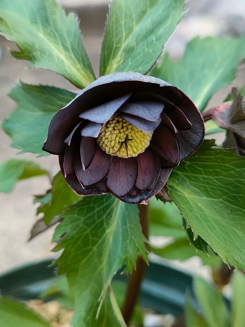 クリスマスローズ開花株