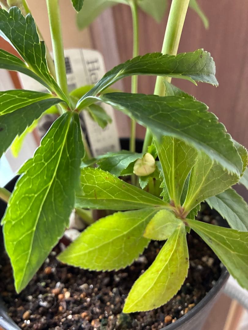 SALE‼︎ 大幅値下げ　広瀬園芸さん　小輪多弁充実株