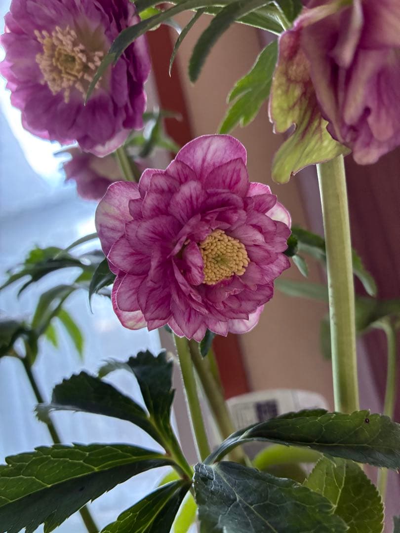 SALE‼︎ 大幅値下げ　広瀬園芸さん　小輪多弁充実株