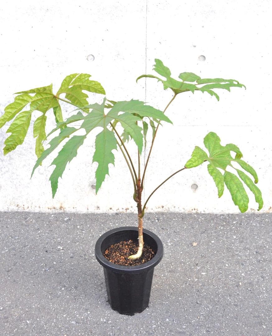 トレベシア ８号85cm