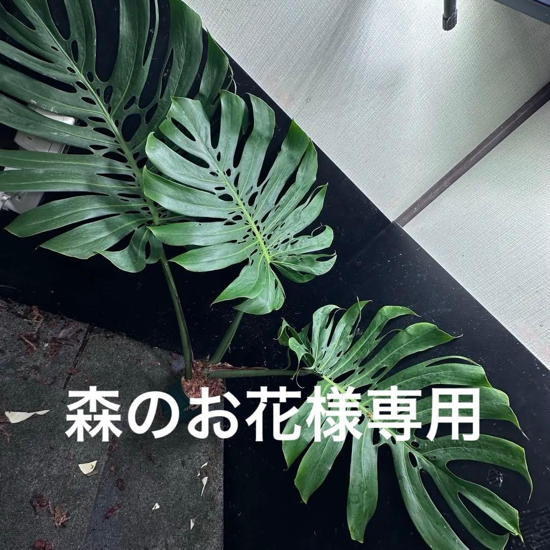 森のお花出品です モンステラデリシオーサマクロコズム
