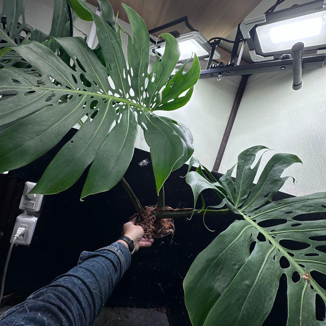 森のお花出品です モンステラデリシオーサマクロコズム