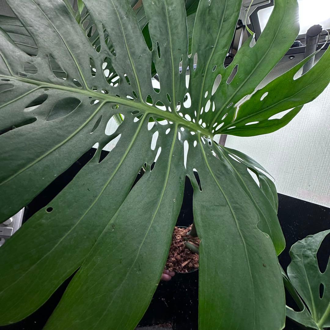 森のお花出品です モンステラデリシオーサマクロコズム