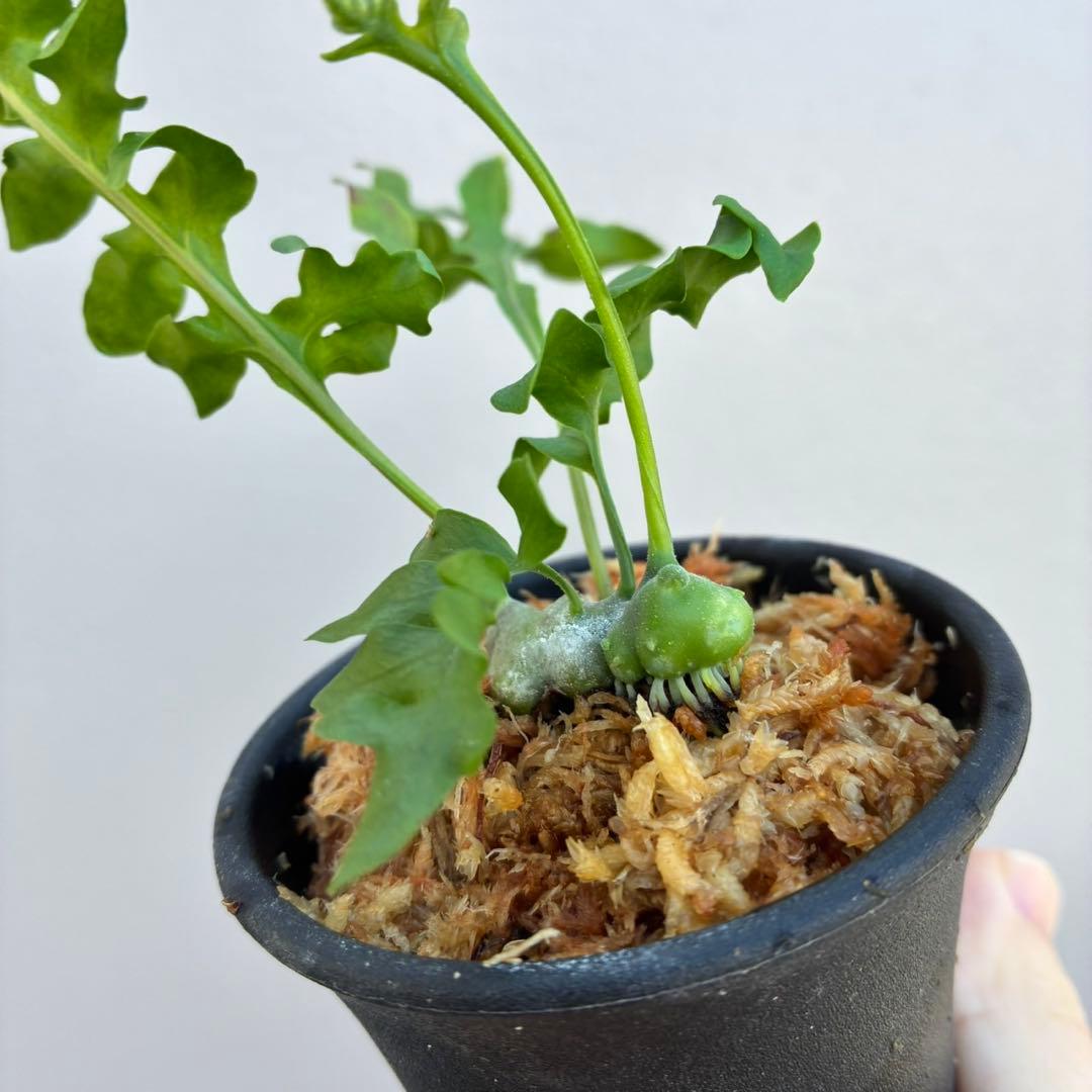 レカノプテリス　ルゾネンシスとイエローチップ