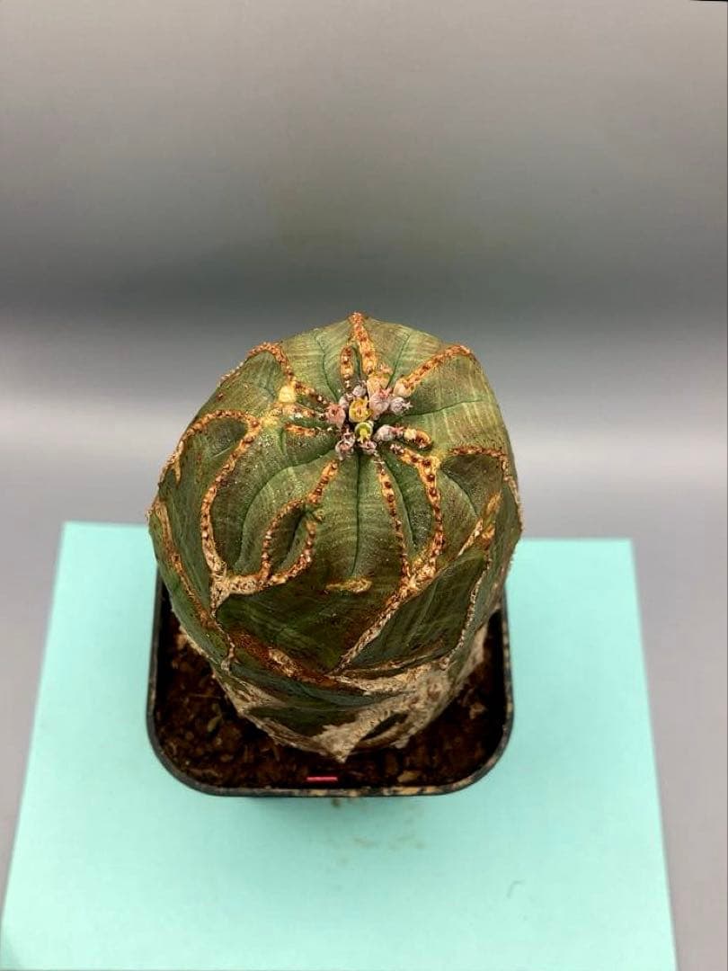 《3号R》ユーフォルビア　オールド　オベサ　雌株