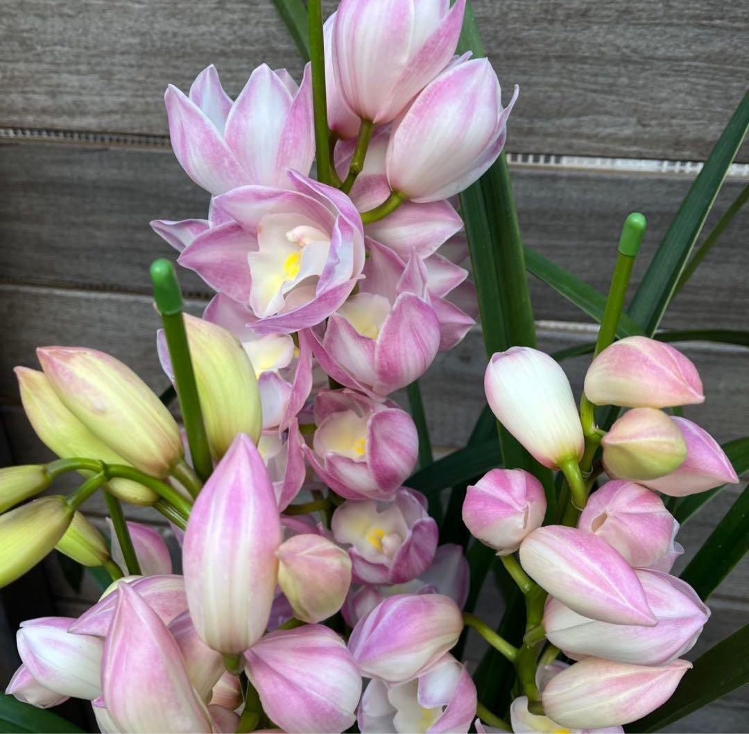 まさまる　シンビジューム　シンビジウム　ザツーバージンズ　エレガントレディ