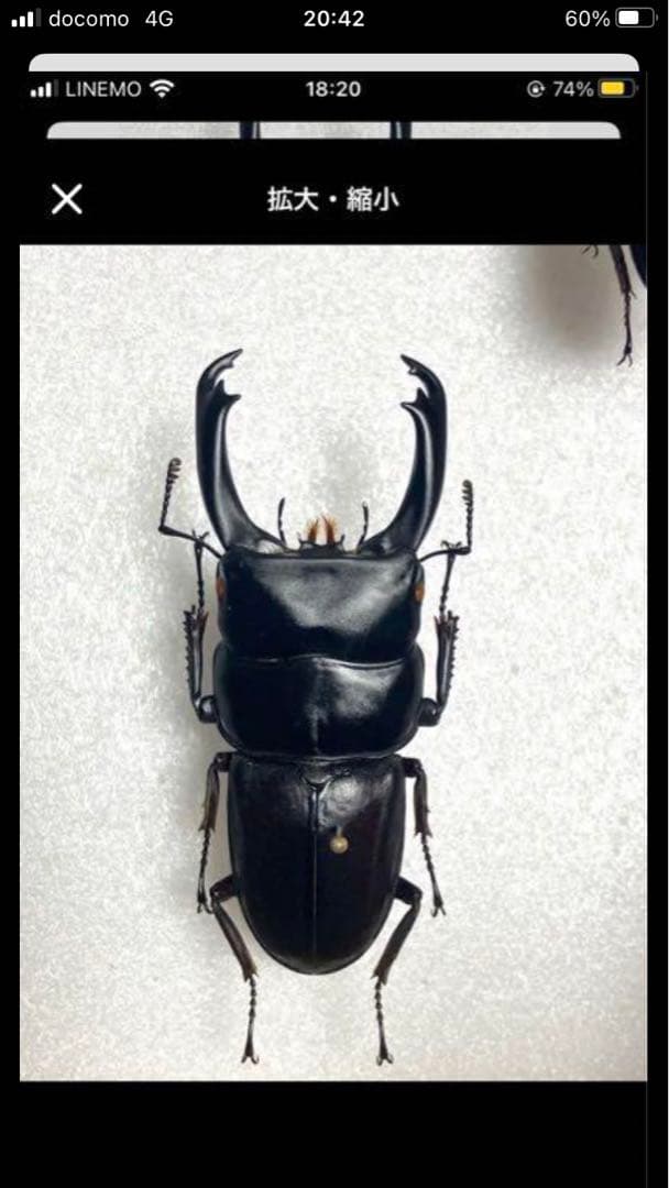 【コエポン】外国産クワガタ♂3点　標本セット