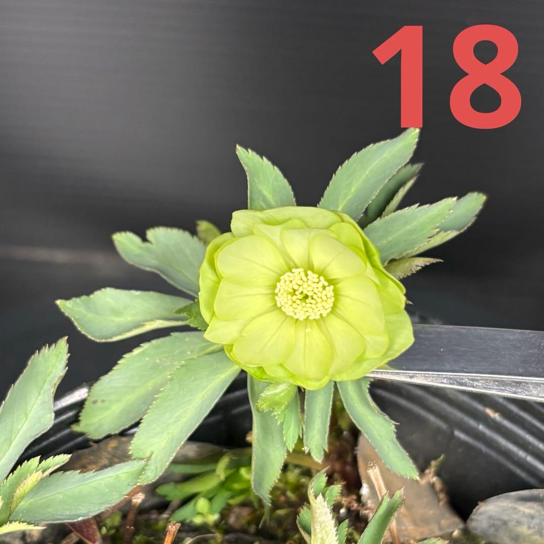 クリスマスローズ 原種 限りなくデュメダブルに近い株