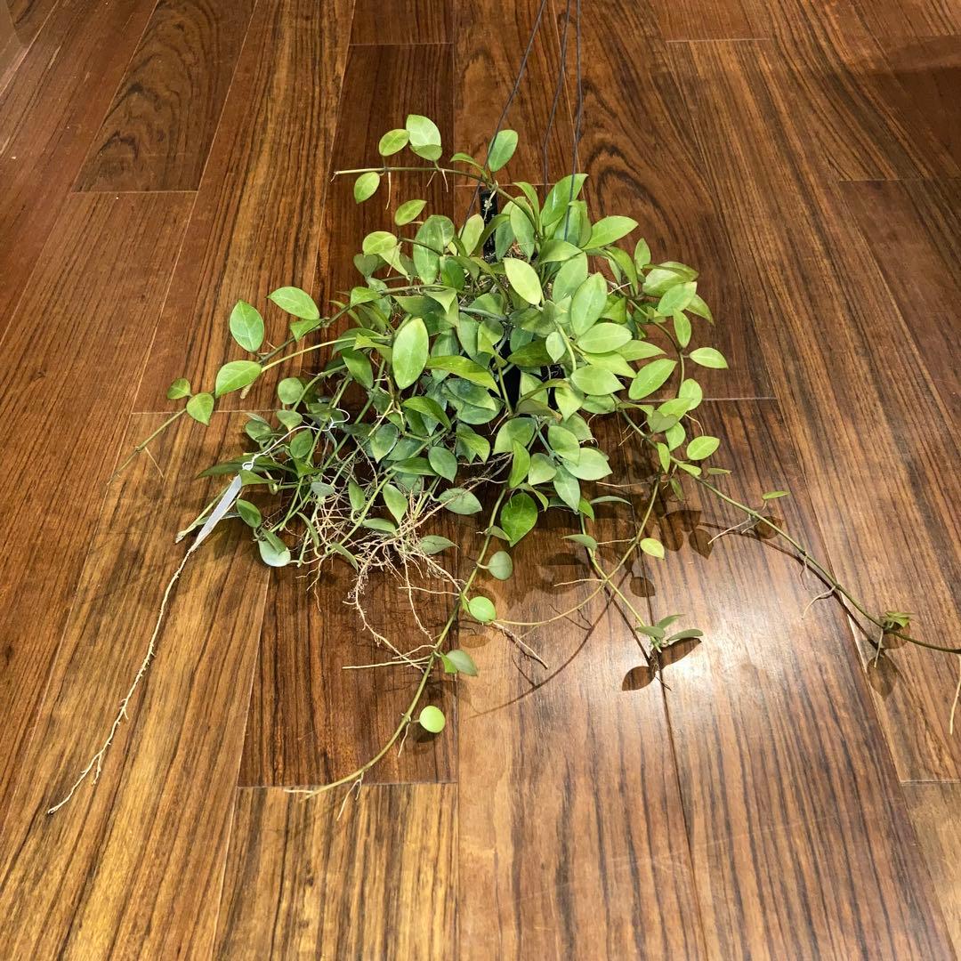 みのむし❣様 ホヤ リクエスト 2点 まとめ商品