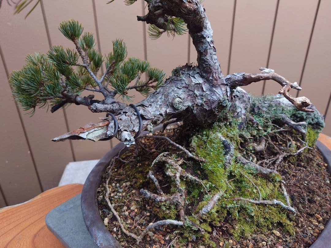 盆栽　那須娘　五葉松　樹高36cm