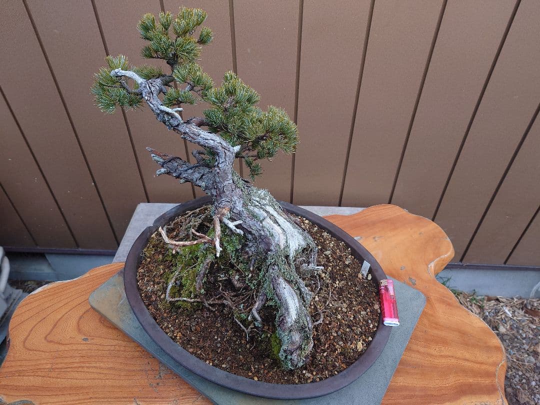 盆栽　那須娘　五葉松　樹高36cm