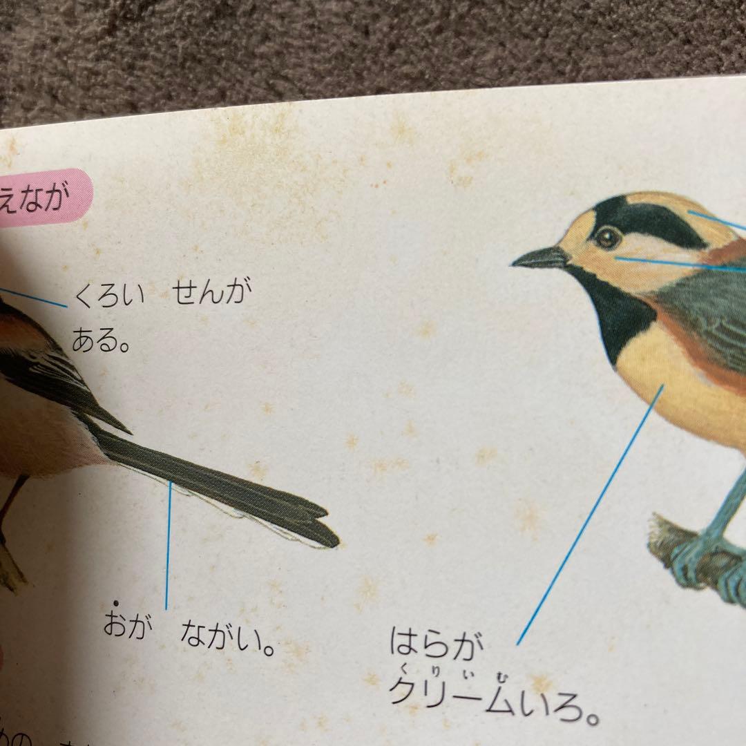 ワンダーランドべっさつ　ポシェットブック　11冊セット