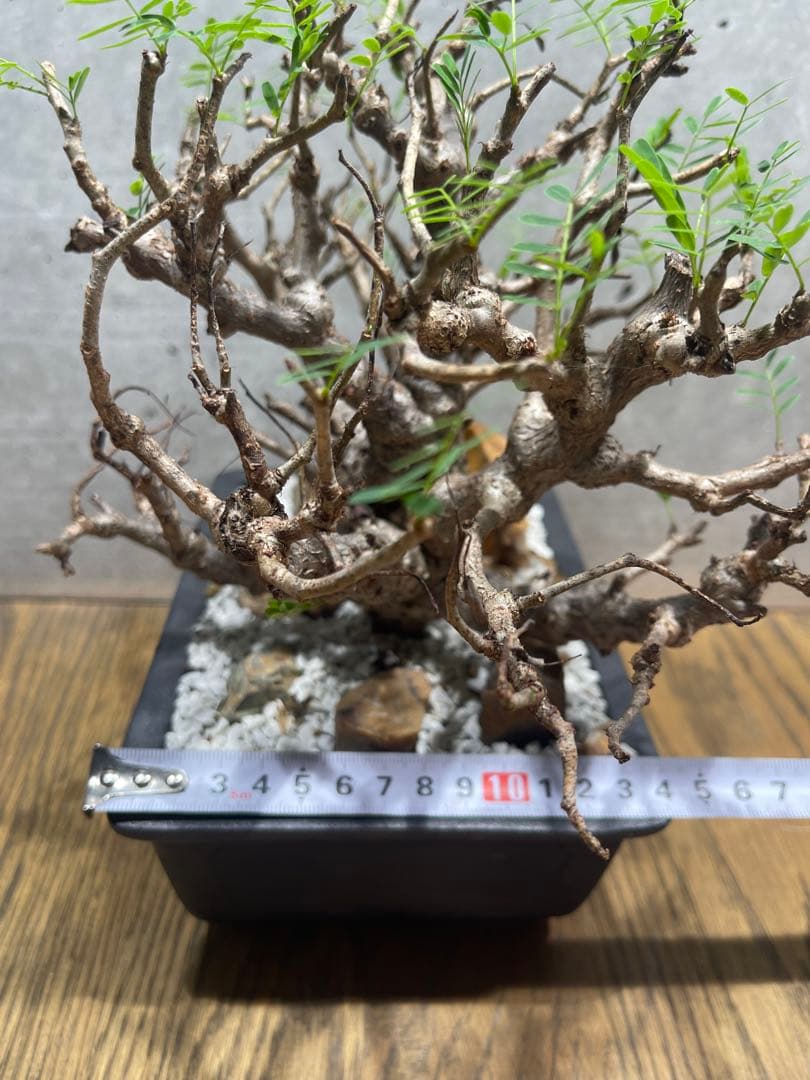 【*】様 センナメリディオナリス　実生