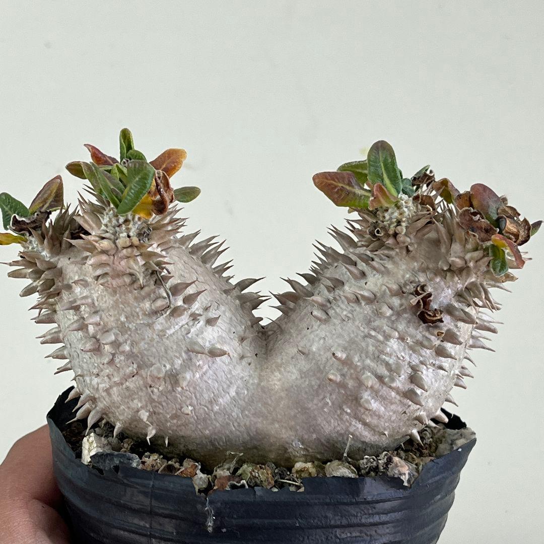 ぽ*け様 J136パキポディウム デンシカウレ 恵比寿大黒 実生 小葉 8年の古