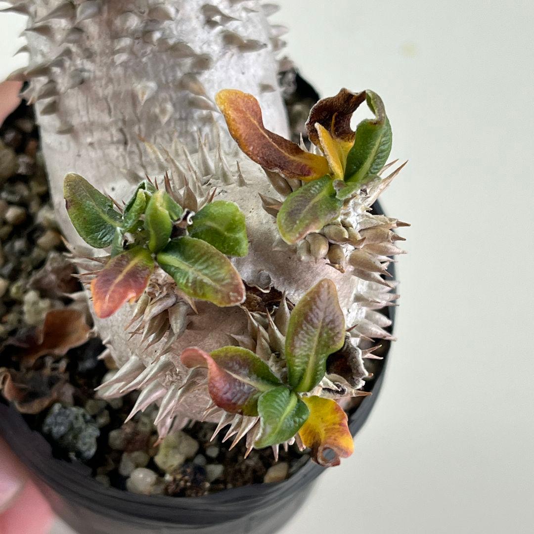 ぽ*け様 J136パキポディウム デンシカウレ 恵比寿大黒 実生 小葉 8年の古