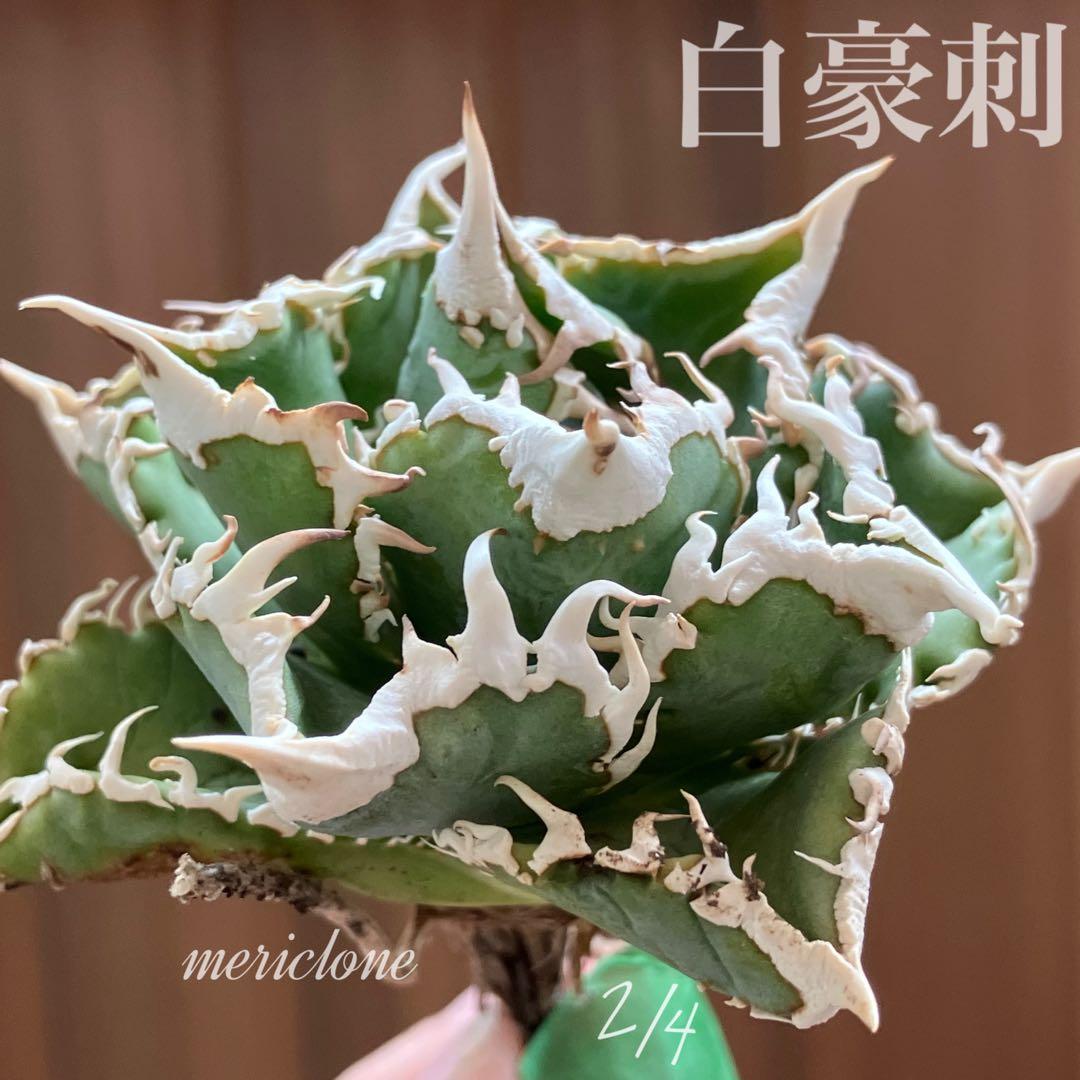 H*C様 【オークション】②選抜　太棘　子株付き　アガべ　チタノタ　白豪刺　TC