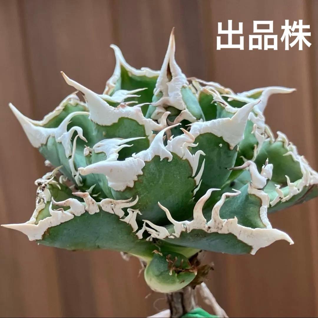 H*C様 【オークション】②選抜　太棘　子株付き　アガべ　チタノタ　白豪刺　TC
