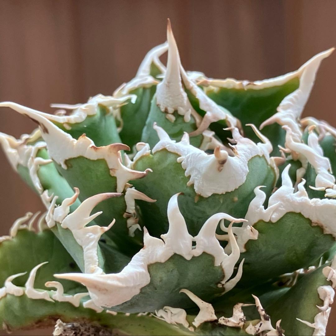 H*C様 【オークション】②選抜　太棘　子株付き　アガべ　チタノタ　白豪刺　TC