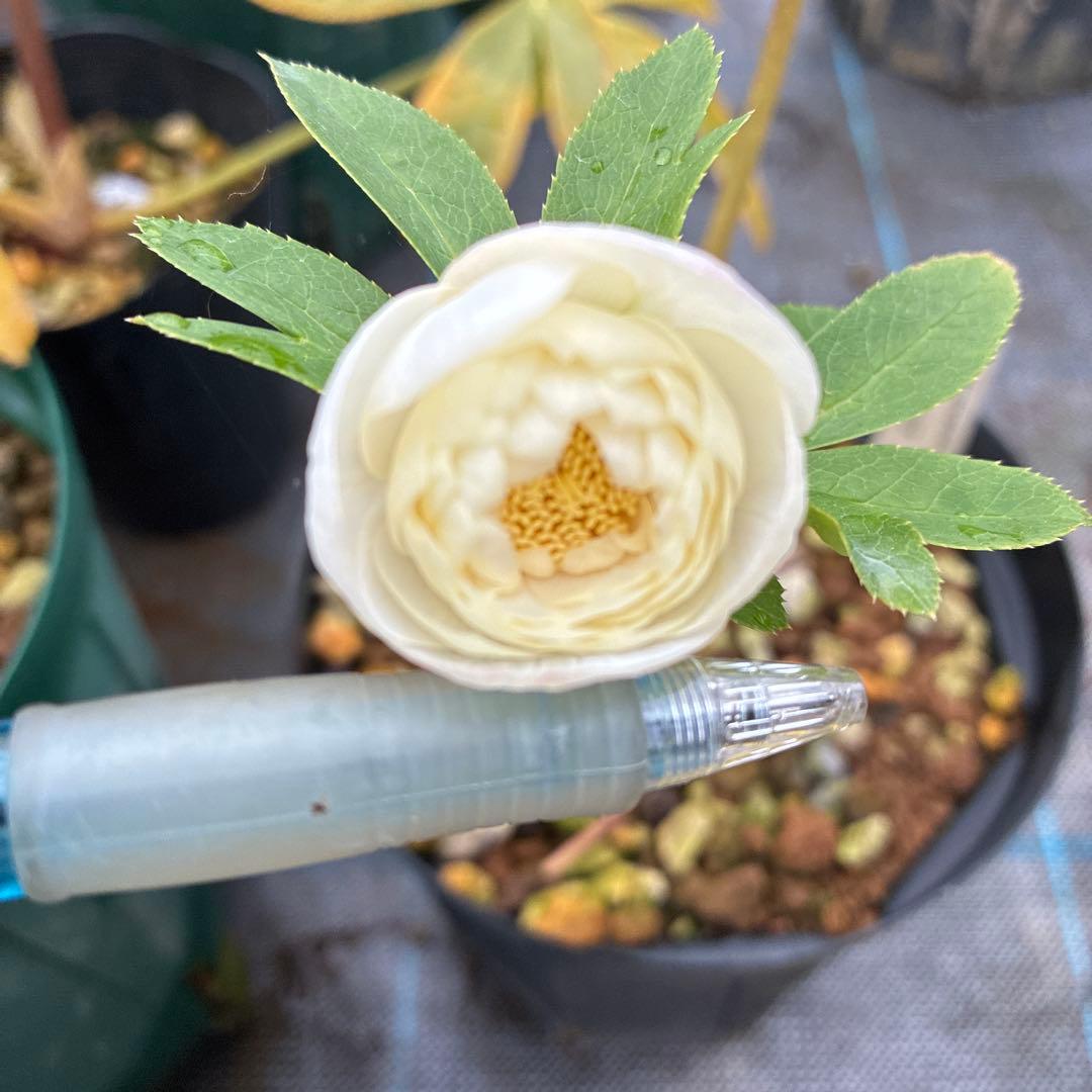 フラメンコママさん専用　2点