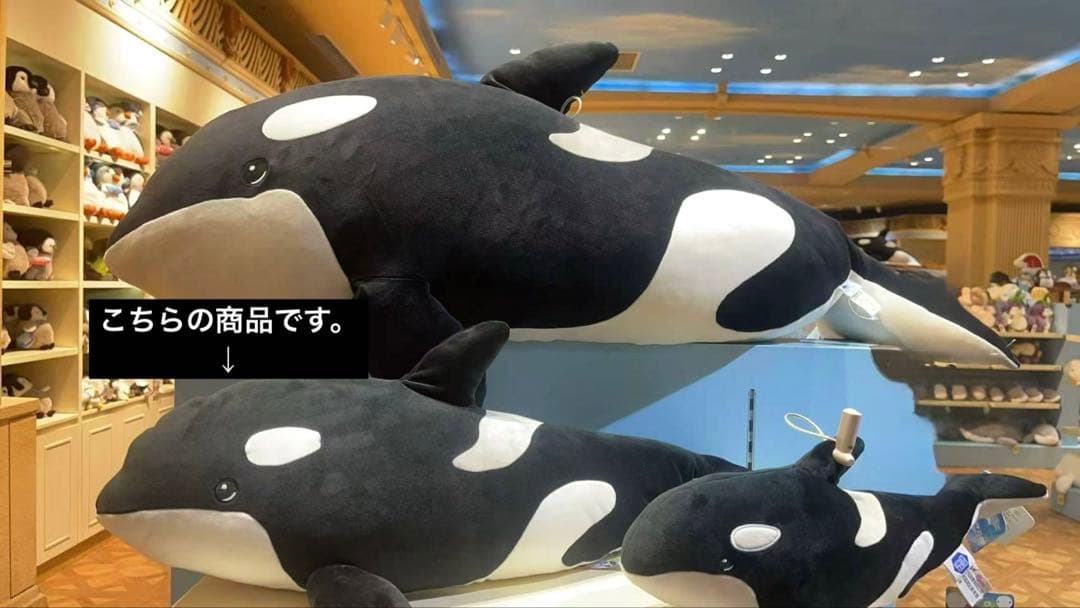 上海海昌海洋水族館 シャチ ぬいぐるみ 約60cm