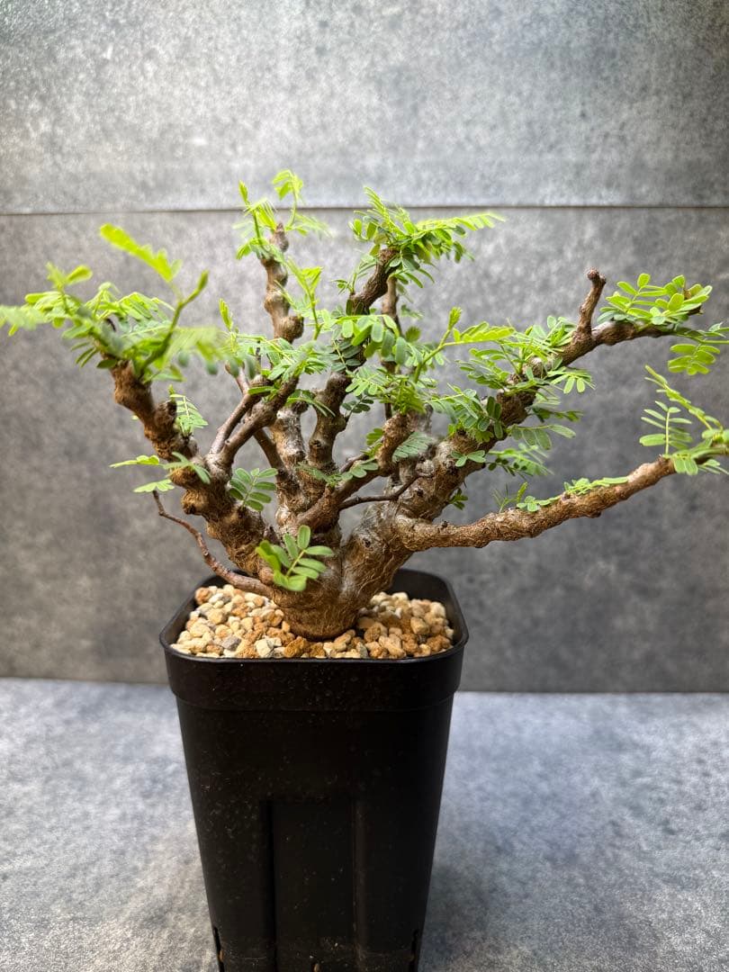 センナ　メリディオナリス　海外実生　発根済み　446