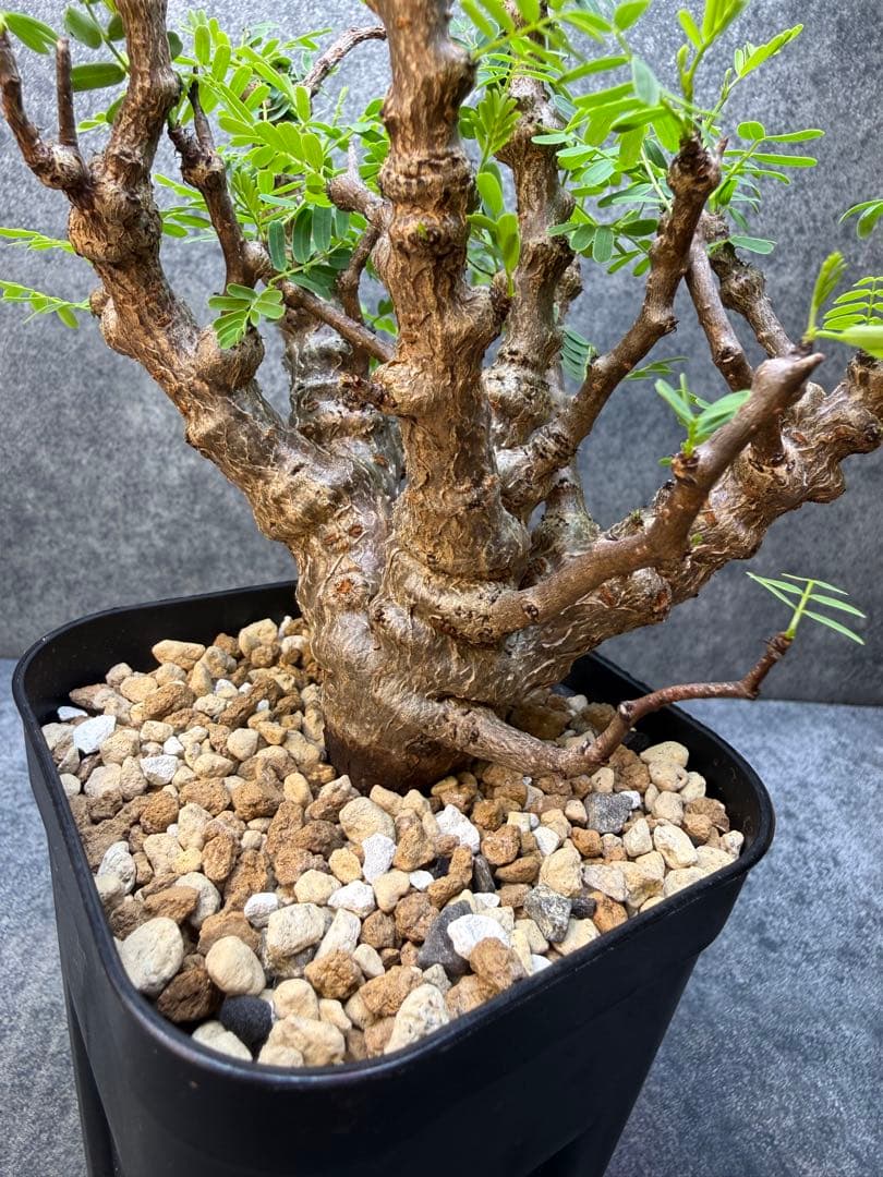 センナ　メリディオナリス　海外実生　発根済み　446