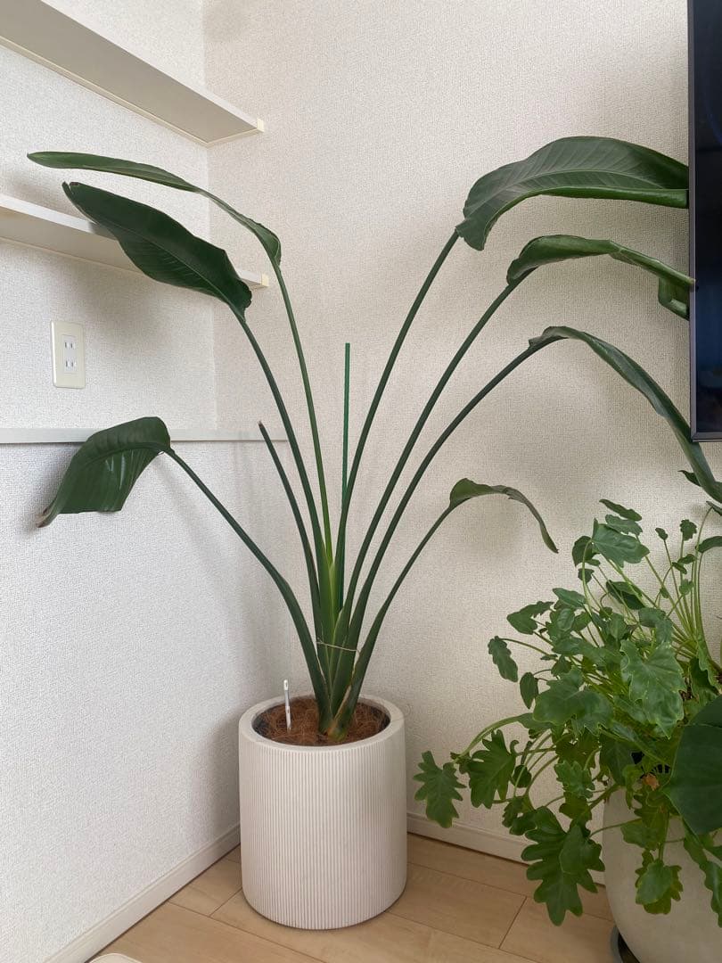 観葉植物 オーガスタ