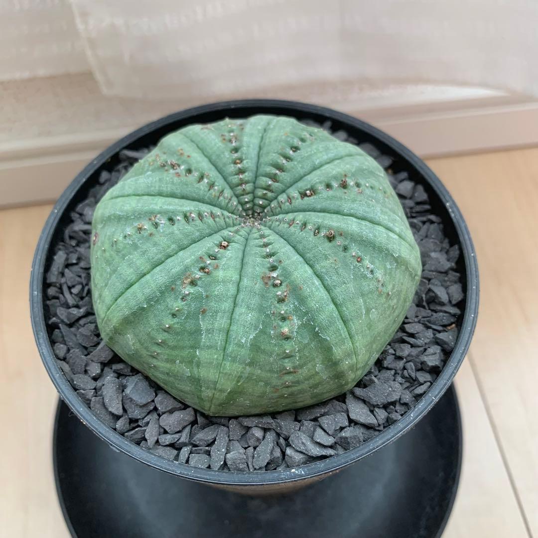 シンメトリカ 仔吹きタイプではない 7.5cm 3.5寸 超扁平お饅頭型