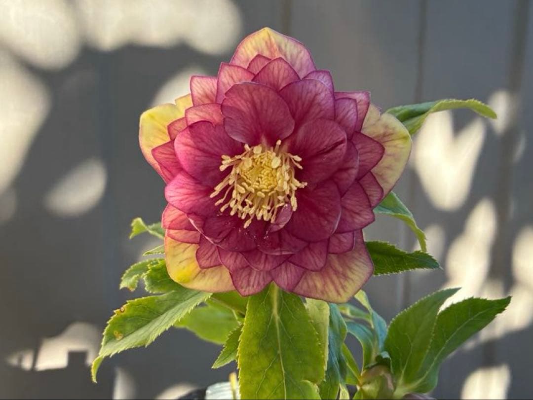 アオサ♡DDレッドゴールド白抜け　整形花