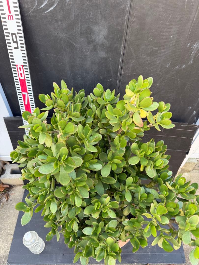 超極太　金のなる木　成金草　クラッスラ　多肉植物 鉢 約70cm