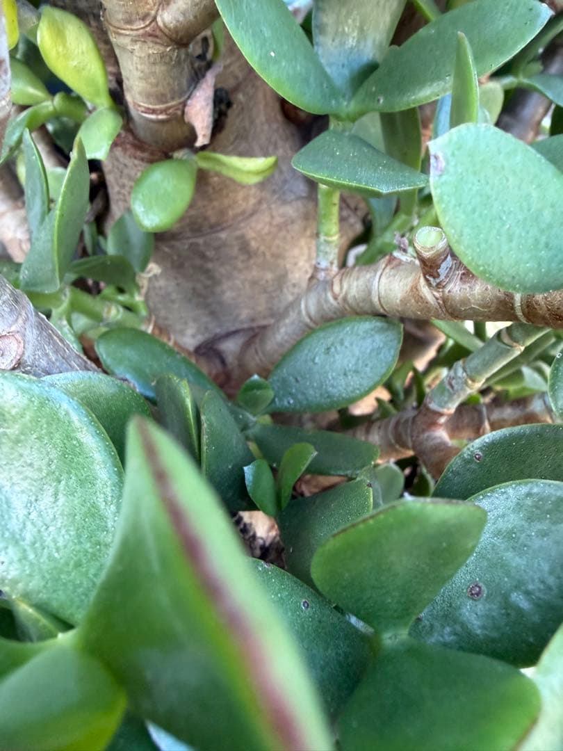 超極太　金のなる木　成金草　クラッスラ　多肉植物 鉢 約70cm