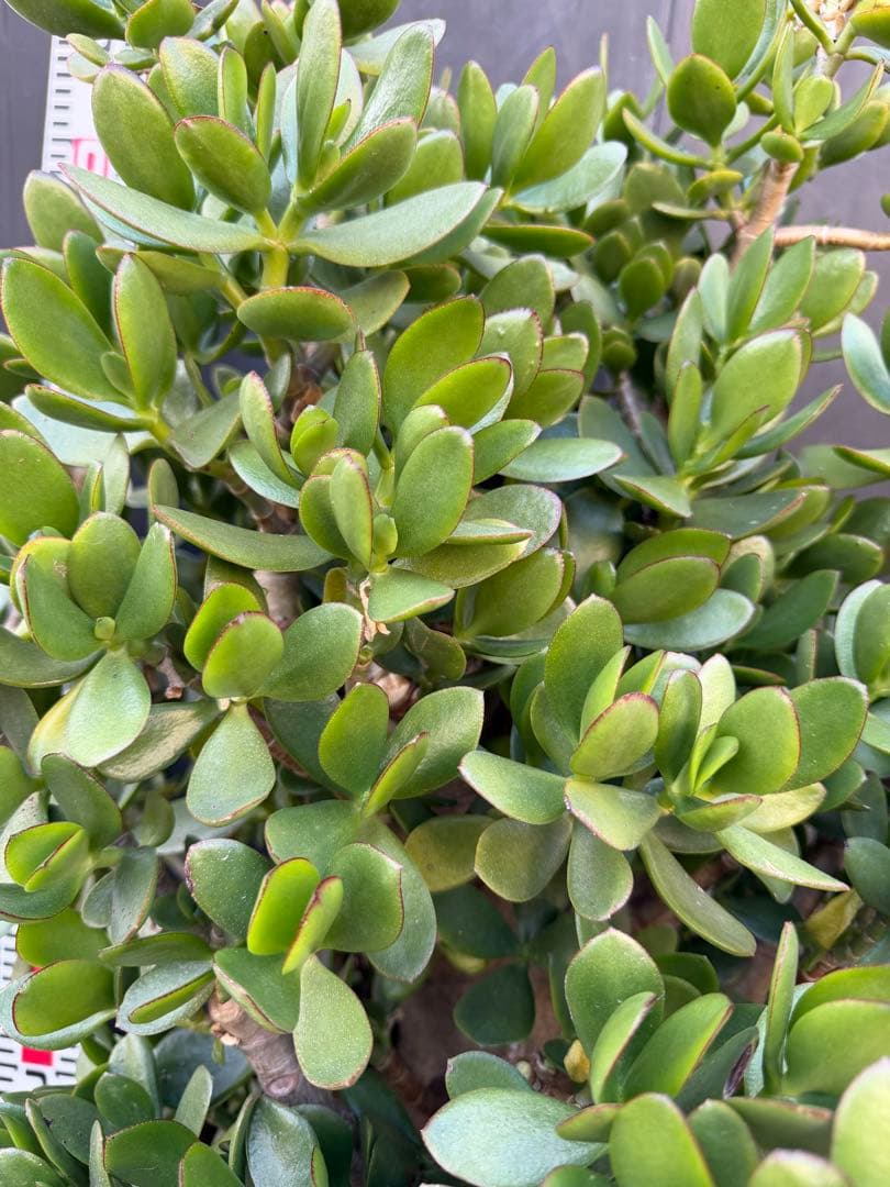 超極太　金のなる木　成金草　クラッスラ　多肉植物 鉢 約70cm