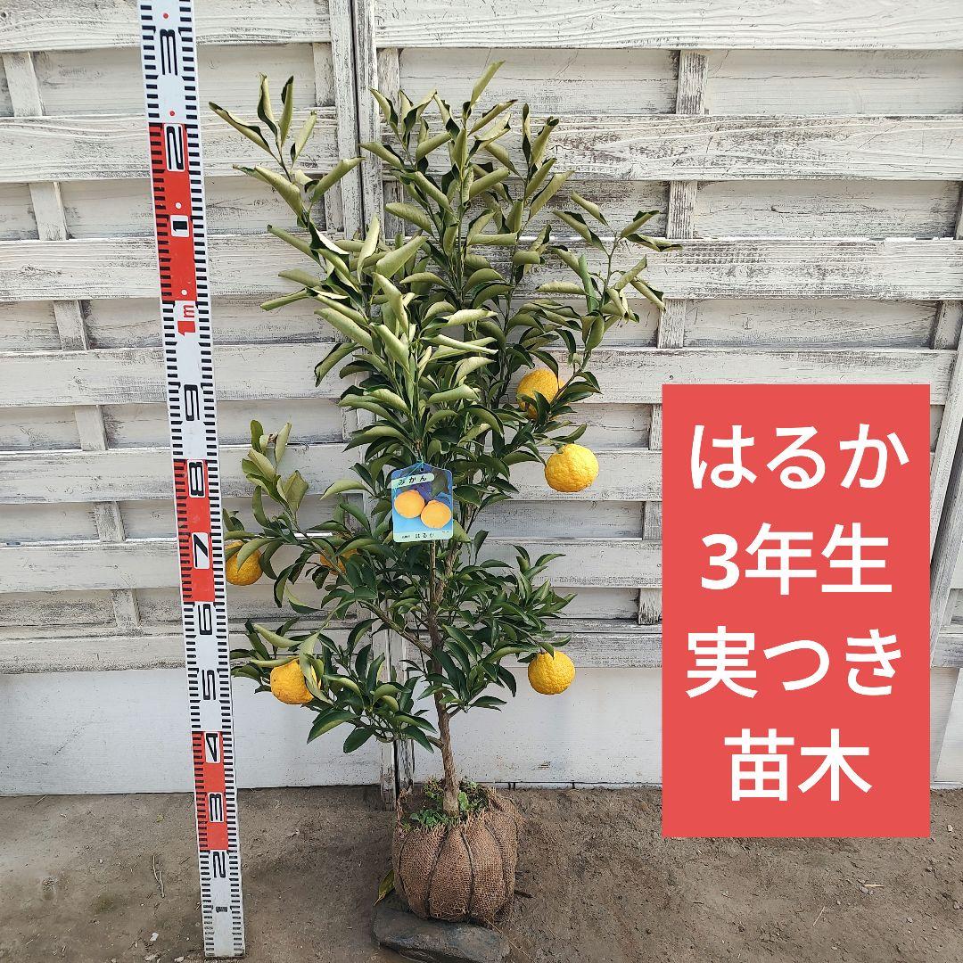 はるか 3年生 苗木 実つき！