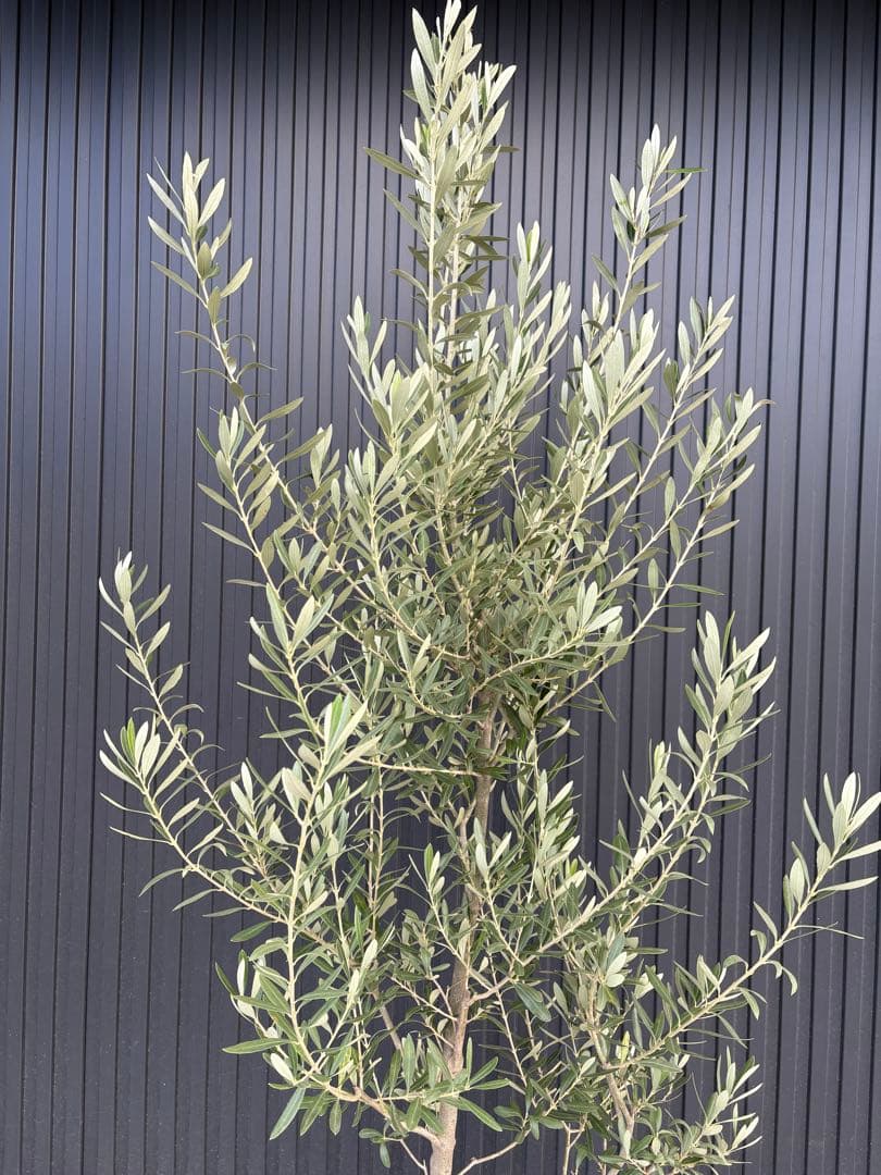 ■オリーブ■シプレッシーノ■シンボルツリー■