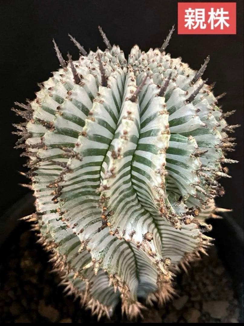 な*の様 ユーフォルビアホリダ 宇田ゼブラホリダ 純血統 特級ゼブラ班 特大サイ