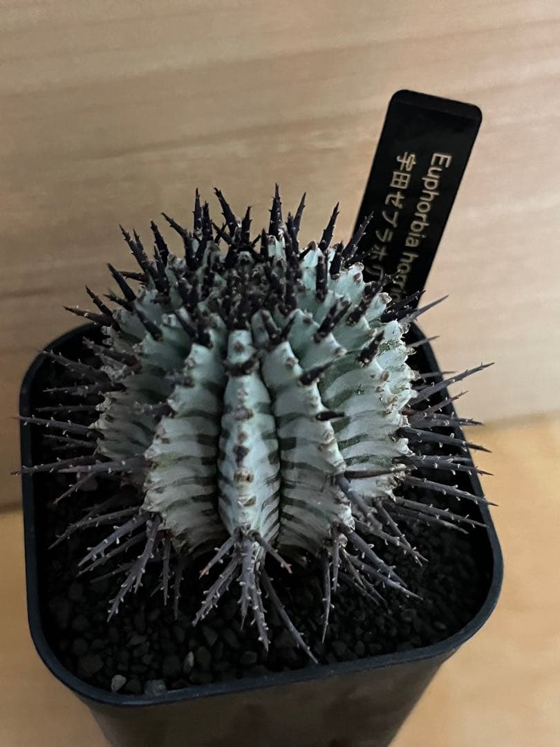 な*の様 ユーフォルビアホリダ 宇田ゼブラホリダ 純血統 特級ゼブラ班 特大サイ