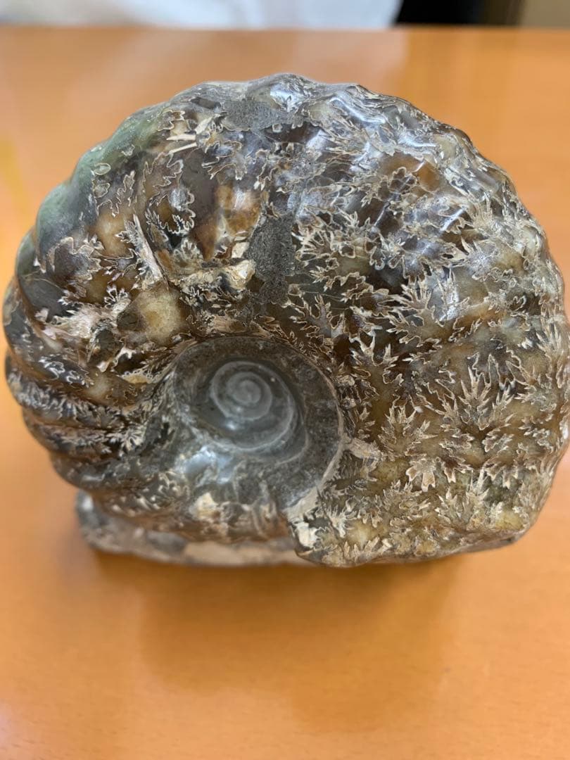 北海道中川産　ユーパキディスカス　アンモナイト　化石