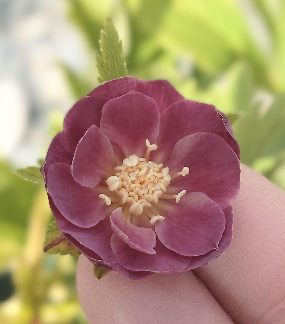 K*i様 クリスマスローズ株分け