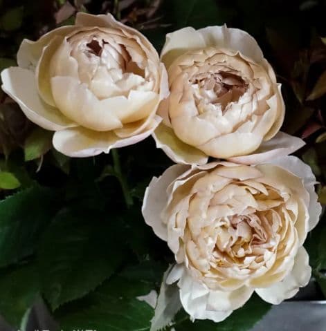 かおりんご様 確認用