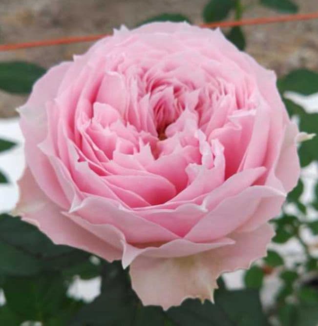 かおりんご様 確認用