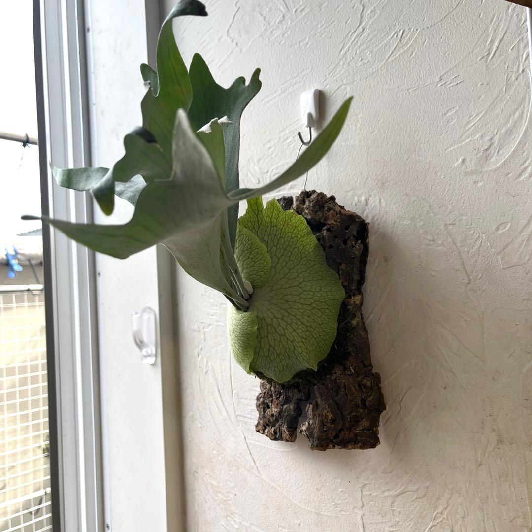 S*様 ビカクシダ　ペドロタツタ　コルク付け